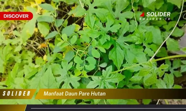 manfaat daun pare hutan