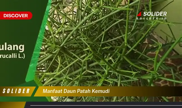 manfaat daun patah kemudi