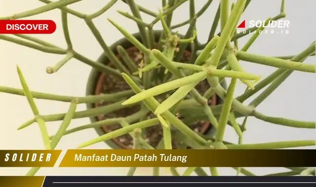 manfaat daun patah tulang