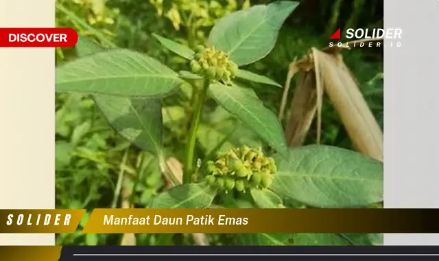 manfaat daun patik emas