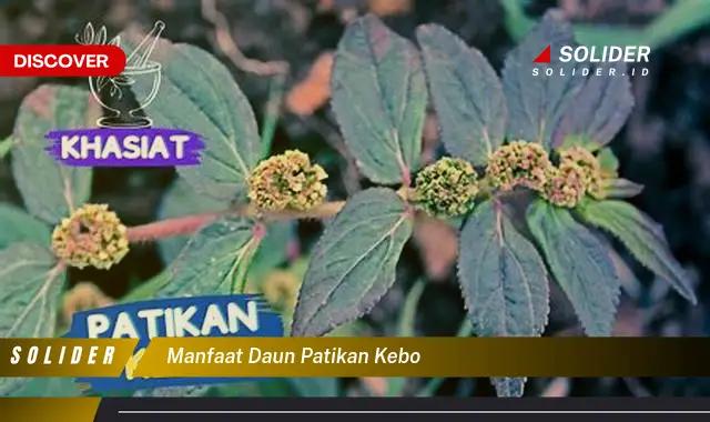 manfaat daun patikan kebo