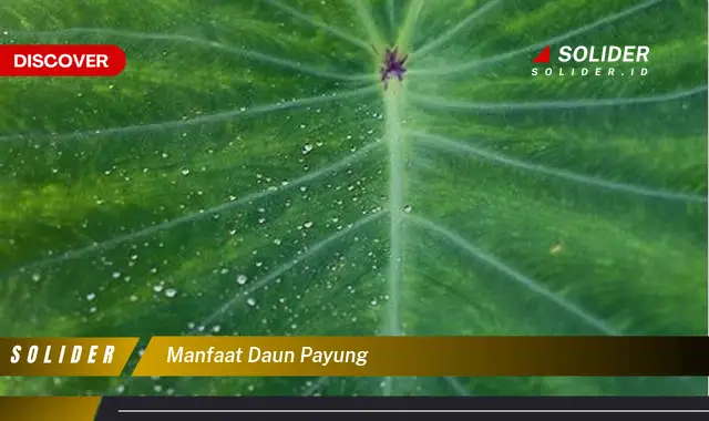 manfaat daun payung