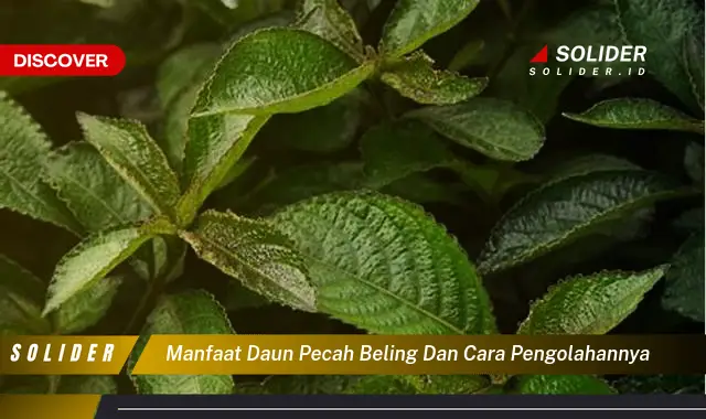 manfaat daun pecah beling dan cara pengolahannya