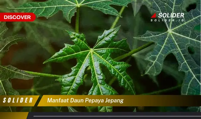 manfaat daun pepaya jepang