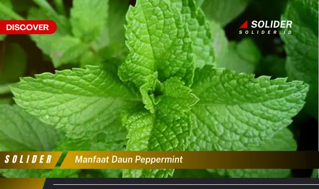 manfaat daun peppermint