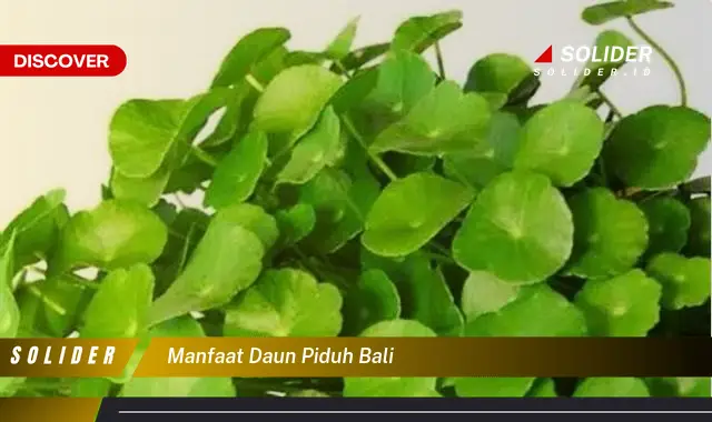 manfaat daun piduh bali