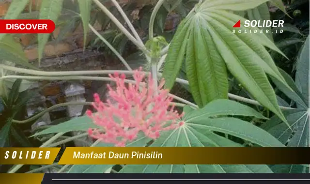 manfaat daun pinisilin