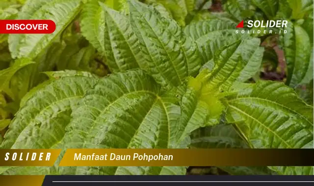 manfaat daun pohpohan