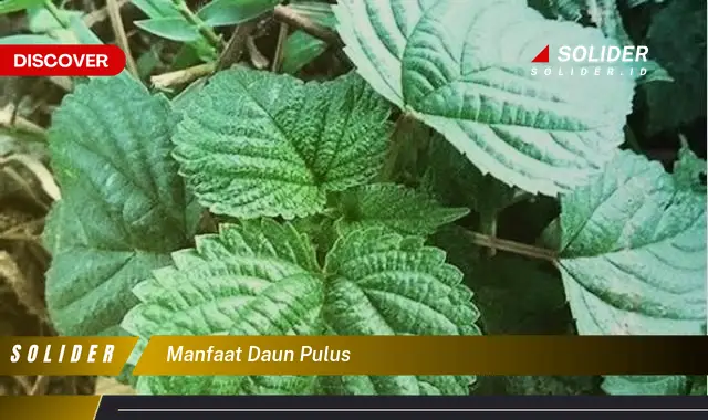 manfaat daun pulus