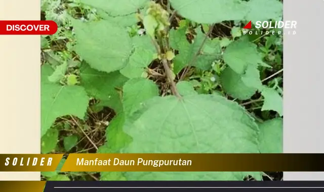 manfaat daun pungpurutan