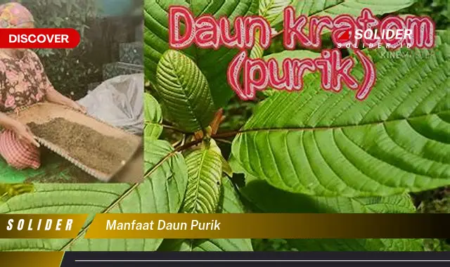 manfaat daun purik