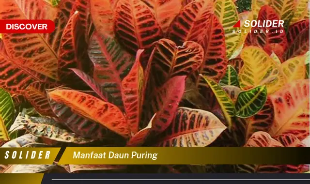 manfaat daun puring