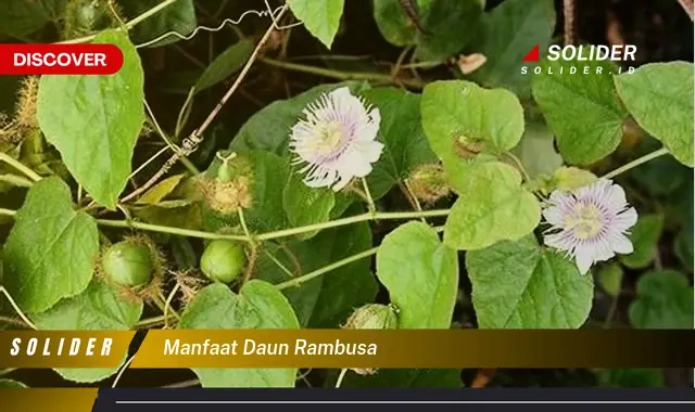 manfaat daun rambusa