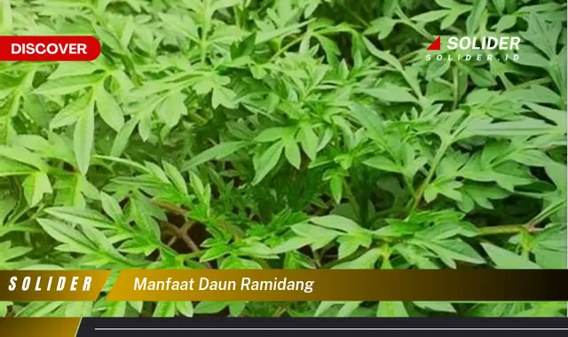 manfaat daun ramidang