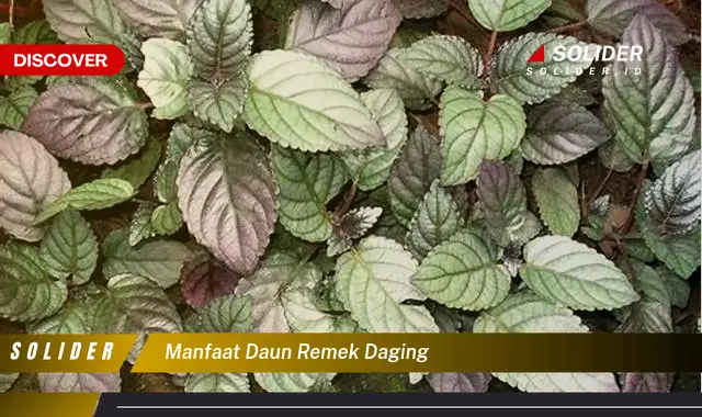 manfaat daun remek daging