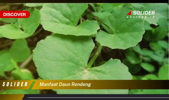 manfaat daun rendeng