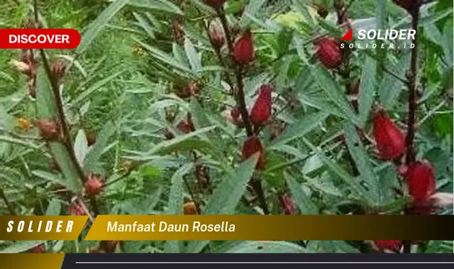 manfaat daun rosella