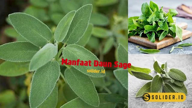 manfaat daun sage