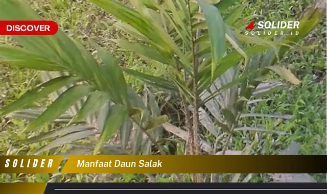 manfaat daun salak