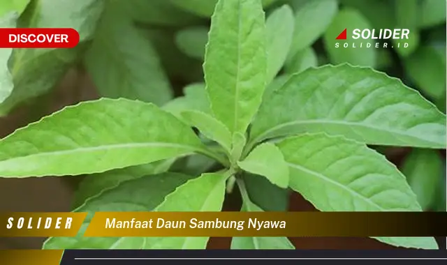 manfaat daun sambung nyawa