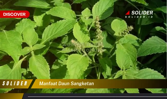 manfaat daun sangketan