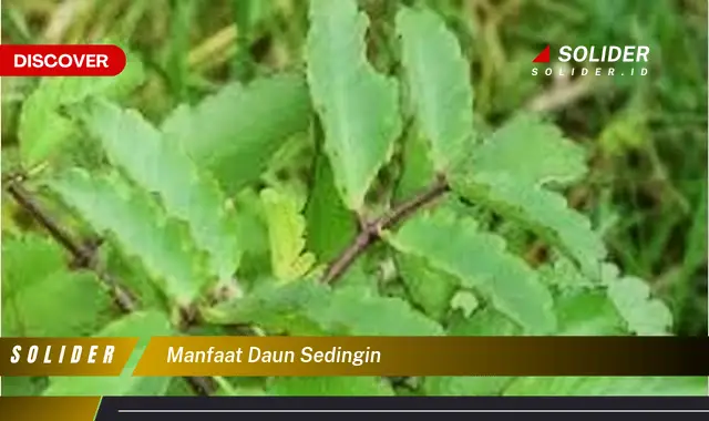 manfaat daun sedingin