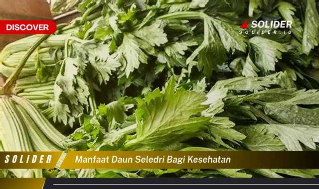 manfaat daun seledri bagi kesehatan