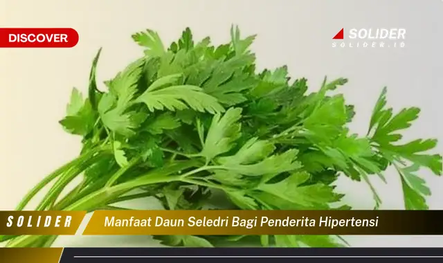 manfaat daun seledri bagi penderita hipertensi