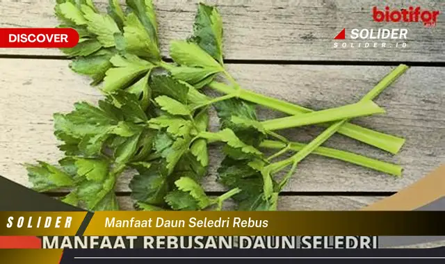 manfaat daun seledri rebus