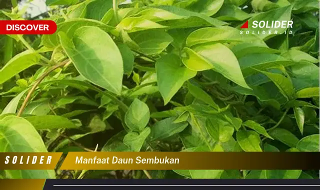 manfaat daun sembukan