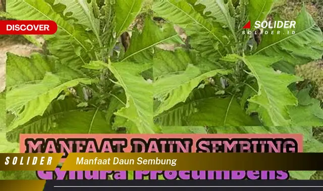 manfaat daun sembung