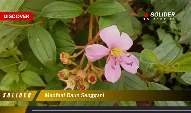 manfaat daun senggani