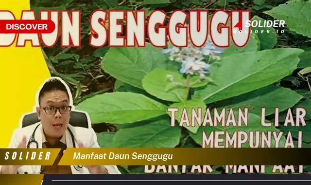 manfaat daun senggugu