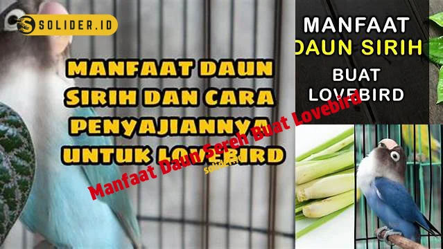 manfaat daun sereh buat lovebird