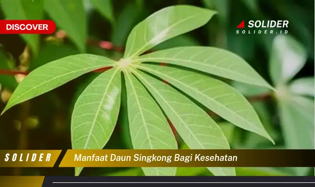 manfaat daun singkong bagi kesehatan