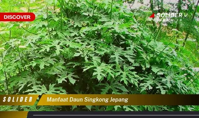 manfaat daun singkong jepang