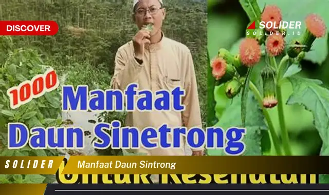 manfaat daun sintrong