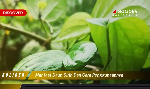 manfaat daun sirih dan cara penggunaannya