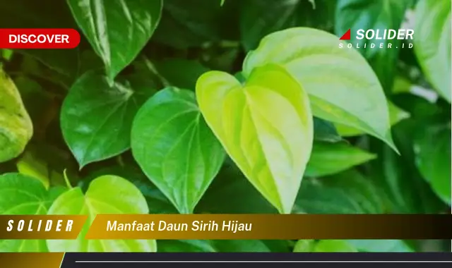 manfaat daun sirih hijau