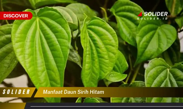 manfaat daun sirih hitam