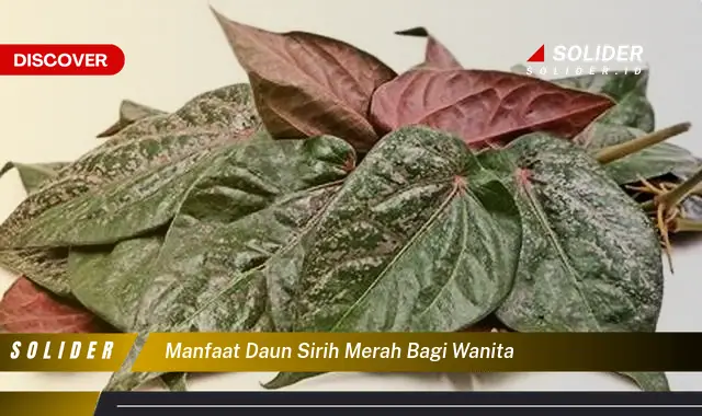 manfaat daun sirih merah bagi wanita