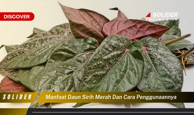 manfaat daun sirih merah dan cara penggunaannya