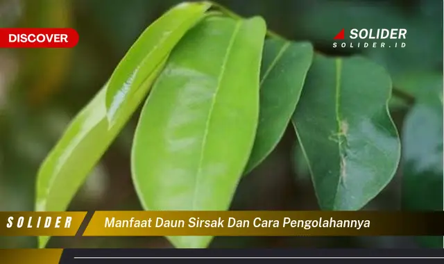 manfaat daun sirsak dan cara pengolahannya