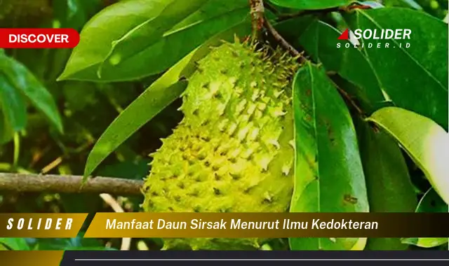 manfaat daun sirsak menurut ilmu kedokteran