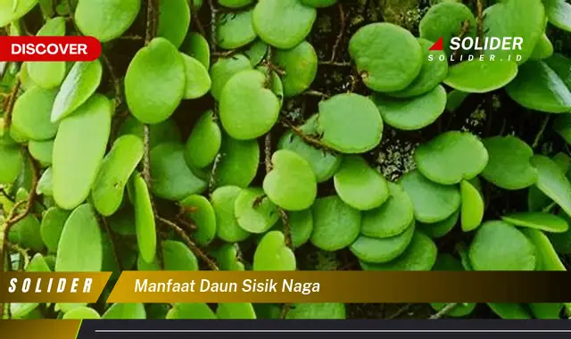 manfaat daun sisik naga