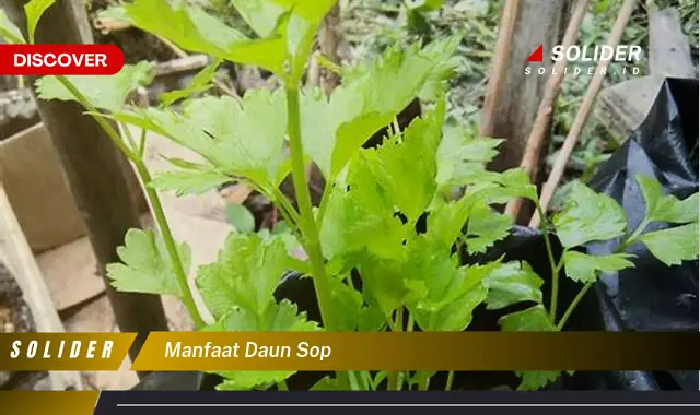 manfaat daun sop