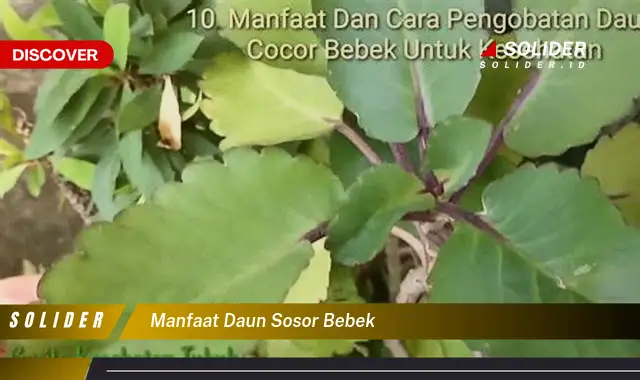 manfaat daun sosor bebek