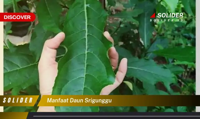 manfaat daun srigunggu