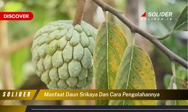 manfaat daun srikaya dan cara pengolahannya