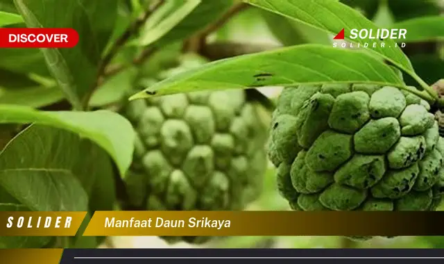 manfaat daun srikaya